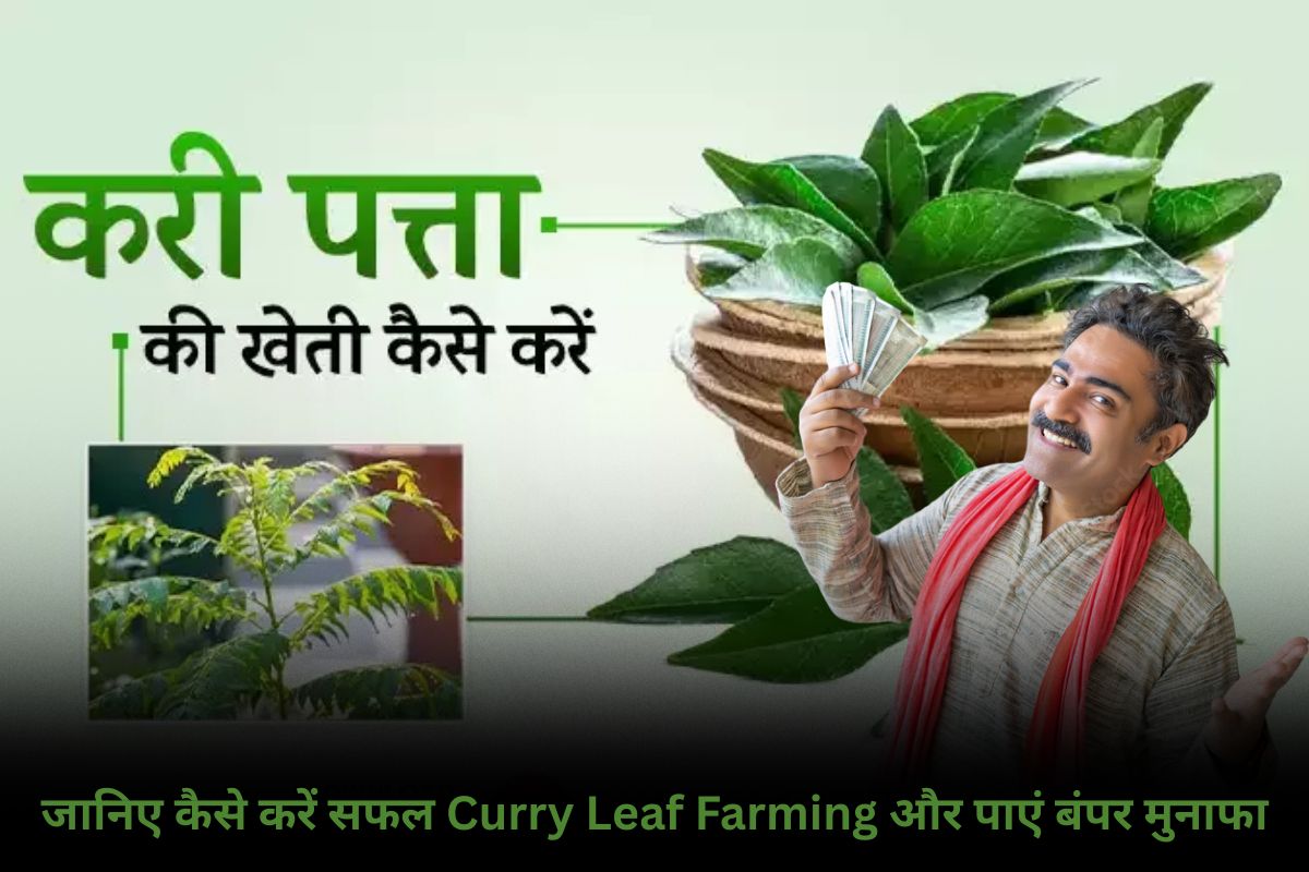 Curry Leaf Farming