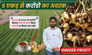 Adrak Ki Kheti से बदलेगी किस्मत, रियो डी जेनेरो किस्म बनाएगी हर किसान को अमीर