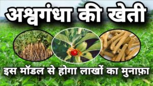 Ashwagandha Ki Kheti से बनें लखपति! गांव में रहकर भी कमाएं लाखों रुपये, जानें पूरी प्रक्रिया