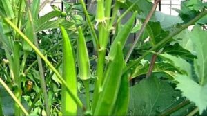 Bhindi Ki Kheti: सिर्फ ₹6000 में शुरू करें भिंडी की खेती और कमाएं ₹90,000, किसान बन रहे हैं लखपति