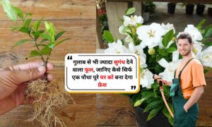 Gardenia Plant: गुलाब से भी ज्यादा सुगंध देने वाला फूल, जानिए कैसे सिर्फ एक पौधा पूरे घर को बना देगा फ्रेश
