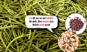Gardening Tips 2025: घर की छत पर करें लोबिया की खेती, बिना बाजार जाए मिलेगी ताजी सब्जी