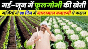 Gobhi Ki Kheti से 45 दिन में कमाएं ₹50,000 तक! गेहूं के बाद खाली खेत को बनाएं कमाई का ज़रिया