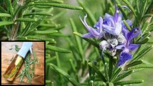 Rosemary Water For Hair Growth: इस तरह से बनाएँ रोज़मेरी वॉटर और लम्बे घने बाल पाएँ