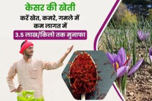क्या आप जानते हैं ‘Kesar Ki Kheti’ से आप 3.5 लाख रुपये प्रति किलो तक कैसे कमा सकते हैं? जानें सभी टिप्स