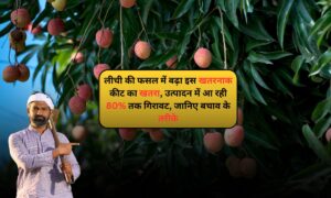 Litchi Farming: लीची की फसल में बढ़ा इस खतरनाक कीट का खतरा, उत्पादन में आ रही 80% तक गिरावट, जानिए बचाव के तरीके