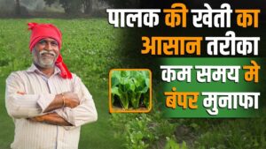 Palak Ki Kheti: जानिए कैसे करें पालक की खेती और पाएं बंपर मुनाफा