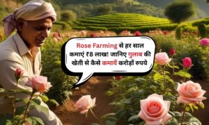 Rose Farming से हर साल कमाएं ₹8 लाख! जानिए गुलाब की खेती से कैसे कमायें करोड़ों रुपये 
