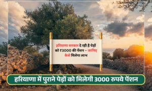 Tree Pension Scheme 2025: हरियाणा सरकार दे रही है पेड़ों को ₹3000 की पेंशन, जानिए कैसे मिलेगा लाभ