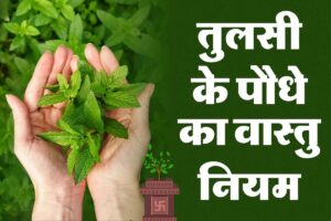 क्या आप जानते हैं ‘Tulsi Ke Niyam’? इस दिन और दिशा में लगाएं तुलसी का पौधा, जानें इसके लाभ