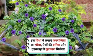 Aprajita Plant Vastu Tips: इस दिशा में लगाएं अपराजिता का पौधा, पैसों की बारिश और गृहकलह से छुटकारा मिलेगा