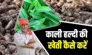 Kaali Haldi Ki Kheti से बदल सकती है किस्मत! 1 एकड़ में 10 लाख कमाई, जानिए पूरा तरीका