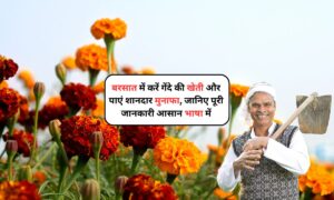 Marigold Farming 2025: बरसात में करें गेंदे की खेती और पाएं शानदार मुनाफा, जानिए पूरी जानकारी