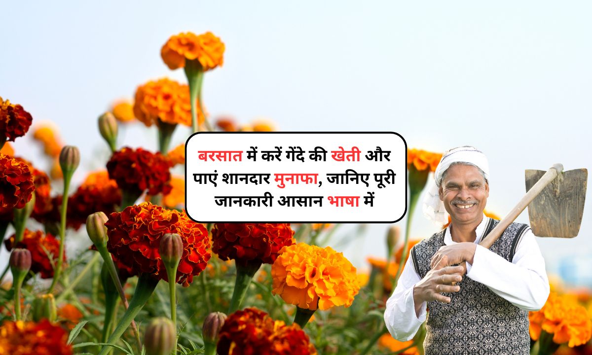Marigold Farming