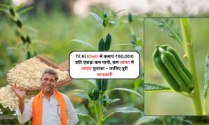 Til Ki Kheti से कमाएं ₹60,000 प्रति एकड़! कम पानी, कम लागत में ज्यादा मुनाफा – जानिए पूरी जानकारी