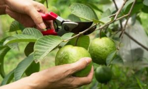 Tips For Guava Tree: अमरूद का पेड़ नहीं दे रहा फल? इन आसान देसी तरीकों से भर जाएंगे टोकरे मीठे अमरूदों से