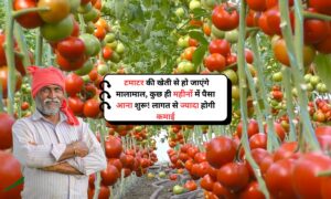 Tomato Cultivation: टमाटर की खेती से हो जाएंगे मालामाल, कुछ ही महीनों में पैसा आना शुरू! लागत से ज्यादा होगी कमाई