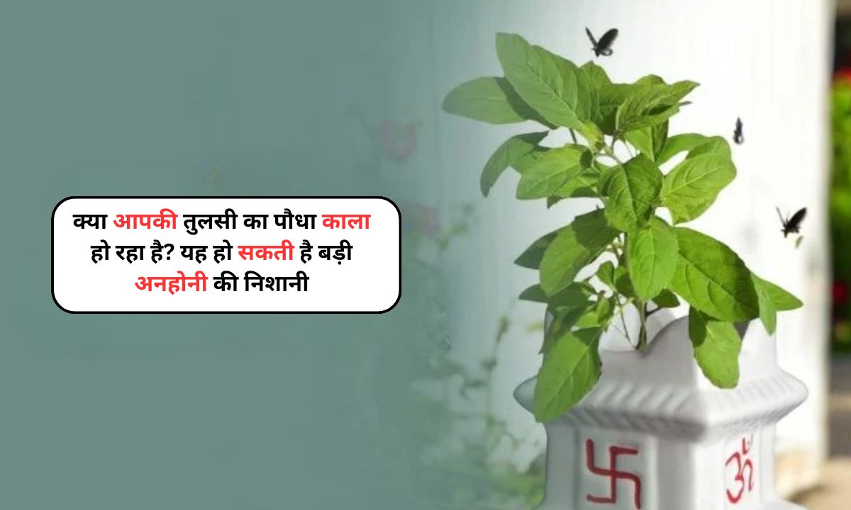 Tulsi Vastu Tips