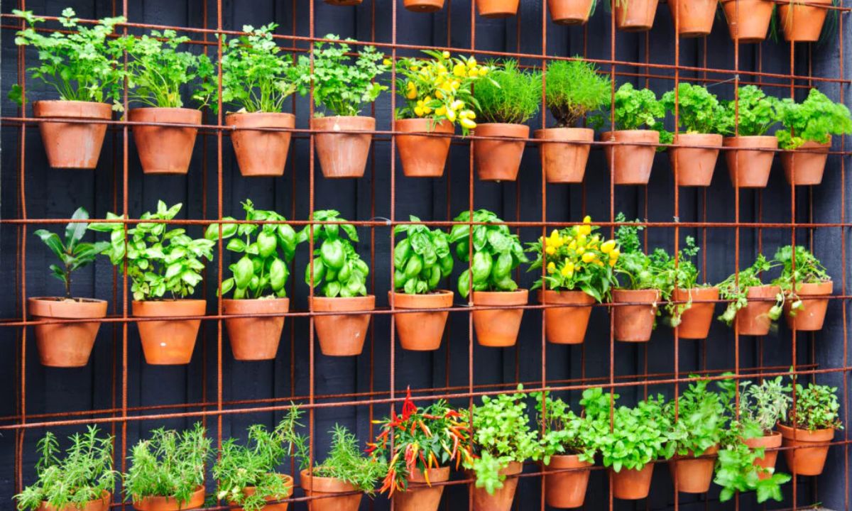 Vertical Gardening