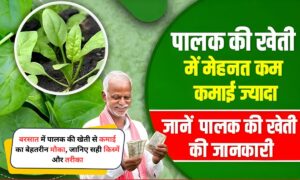 Palak Ki Kheti