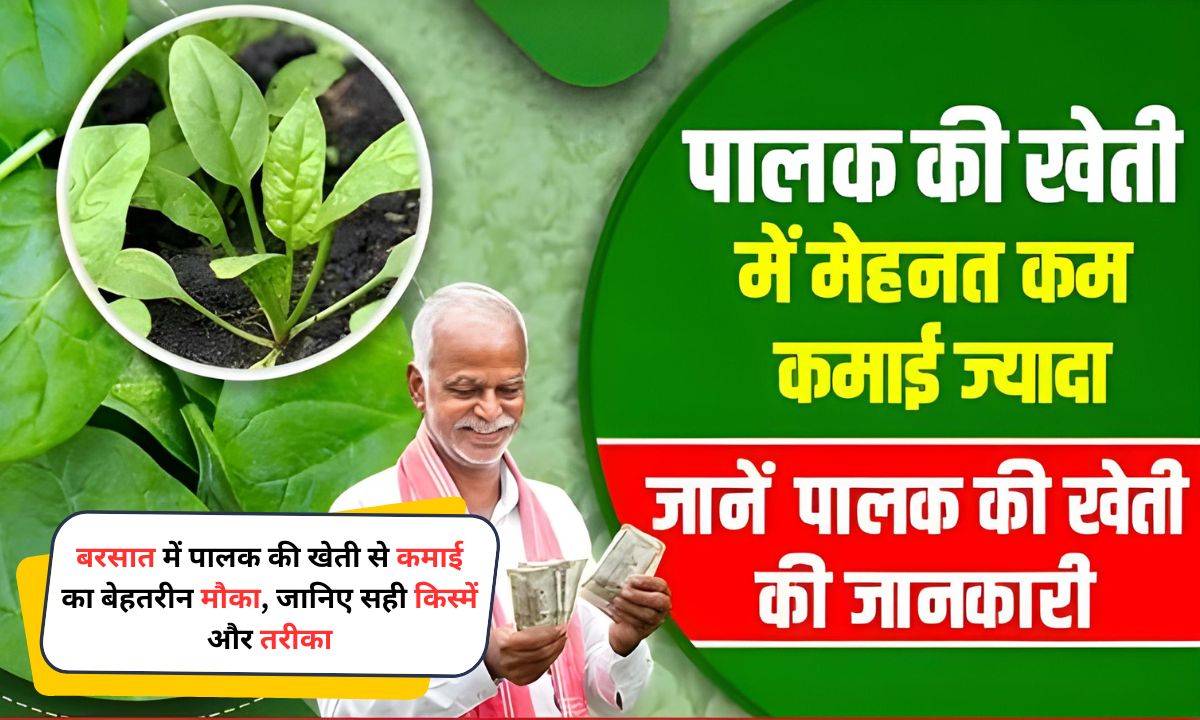 Palak Ki Kheti