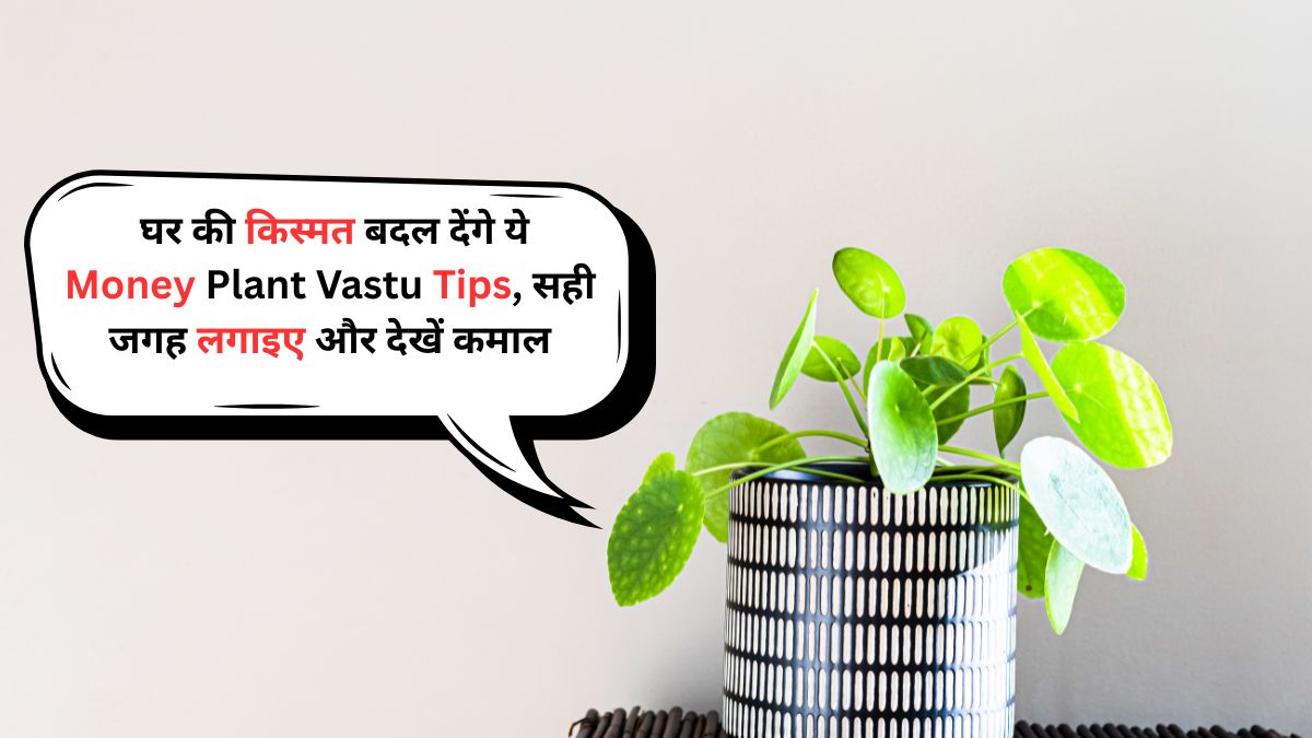 Money Plant Vastu Tips 